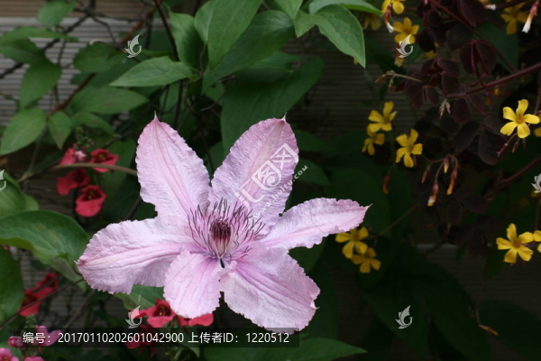 精彩的鐵線蓮