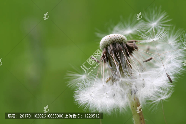 蒲公英2