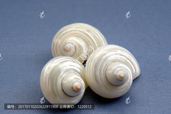 藍色貝殼三人