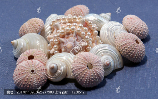 珍珠和貝殼