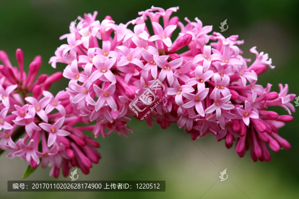粉紅色的紫丁香