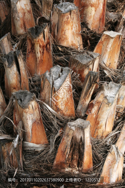 銅棕櫚樹(shù)干