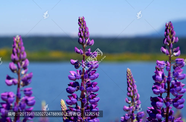 湖邊的羽扇豆-匯圖網(wǎng) www.fosd68.com 湖邊的羽扇豆