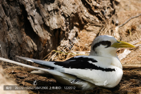 白尾熱帶鳥(niǎo)