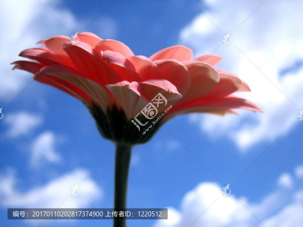 戴茜反對(duì)天空