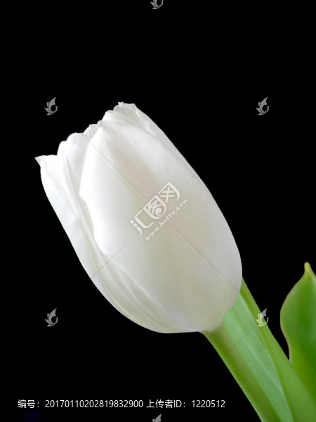 黑色白色郁金香