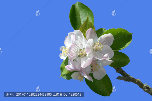 蘋果花的天空