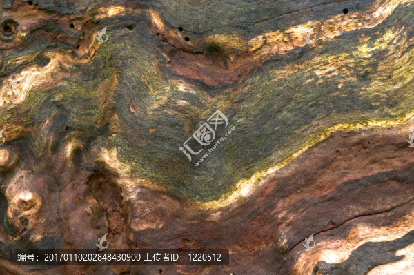 老木的背景