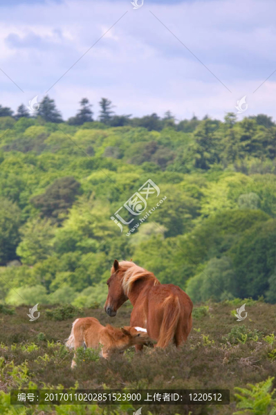 野馬母馬和小馬駒
