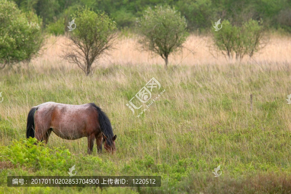 野馬放牧