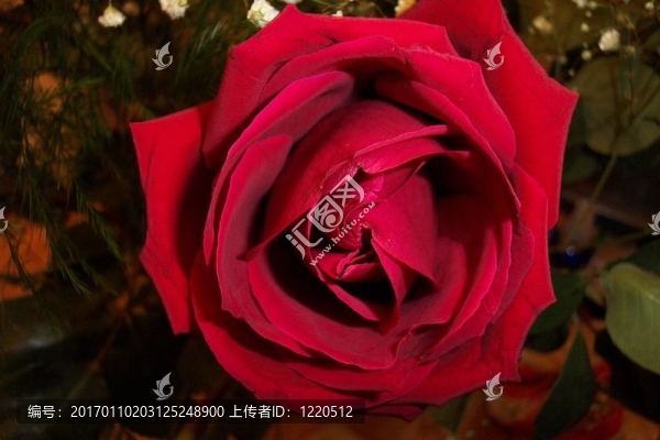 紅玫瑰
