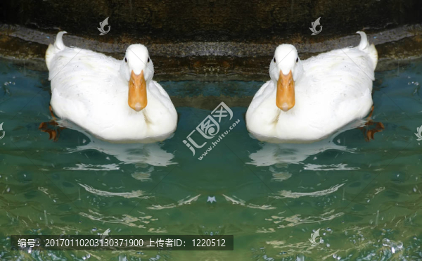 可愛(ài)的鴨子