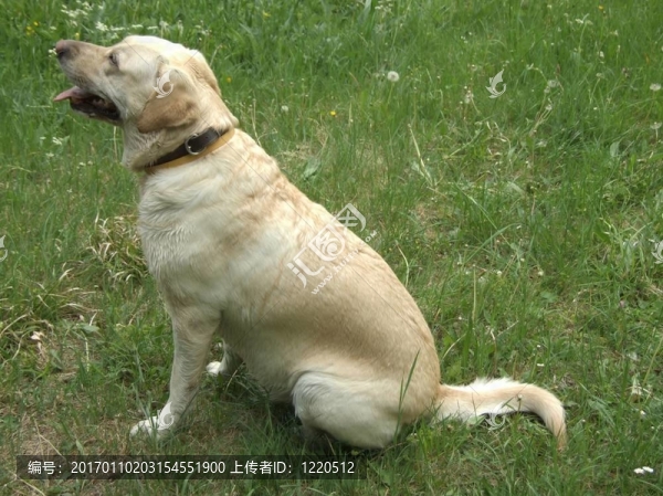 狗