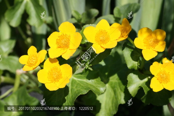 金盞花
