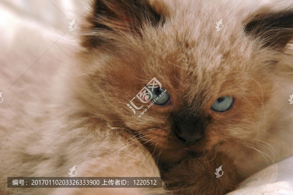 小貓的特寫