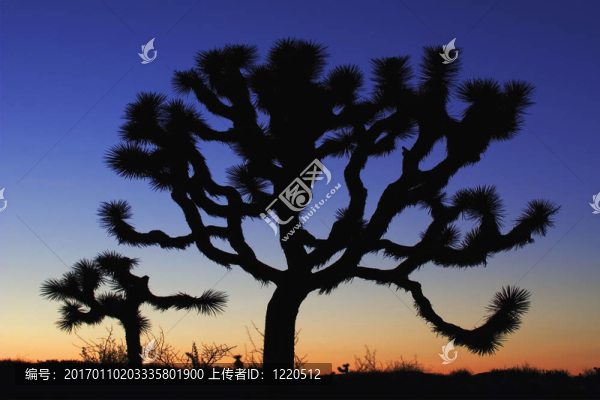 黃昏的Joshua,Tree