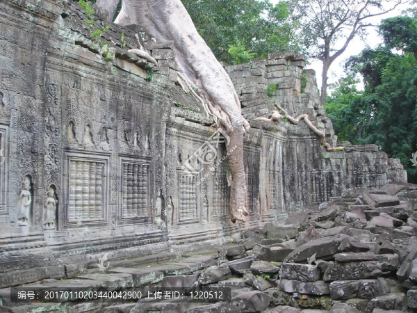 榕樹覆蓋舊的紅色墻寺；塔普倫寺；巴戎寺；吳哥寺廟；cambodgia