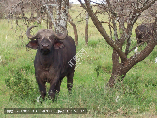 在高高的草叢中黑色水牛的塞倫蓋蒂公園；坦桑尼亞；