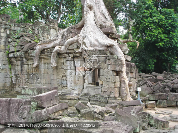 榕樹覆蓋舊的紅色金字塔廟；塔普倫寺；巴戎寺；吳哥寺廟；cambodgia
