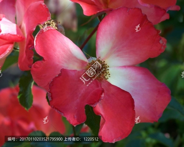 薔薇