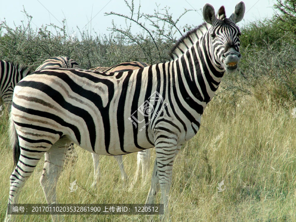 斑馬-匯圖網(wǎng) www.fosd68.com 斑馬