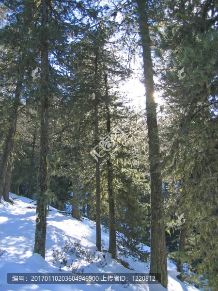 冷杉樹雪地；Les,Orres阿爾卑斯山脈；法國；