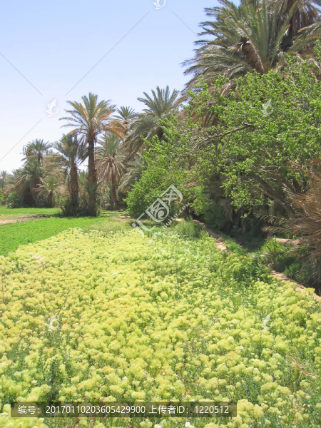 鮮花和綠洲-棕櫚樹叢延吉爾-摩洛哥樹。