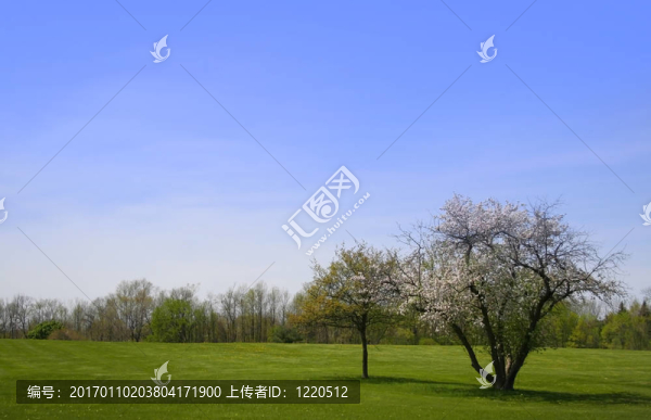 春天的景象
