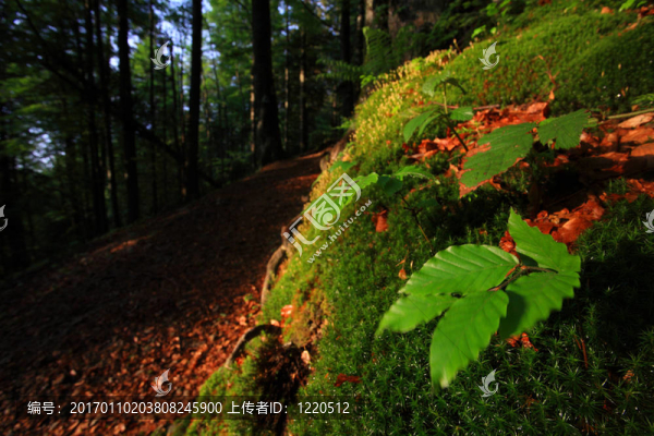 春天的森林-匯圖網(wǎng) www.fosd68.com 春天的森林