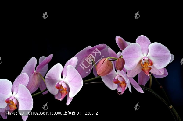 粉紅蘭花[,1,]