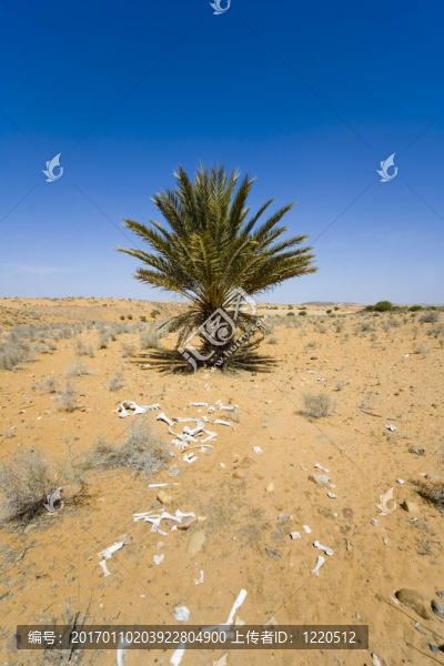 沙漠