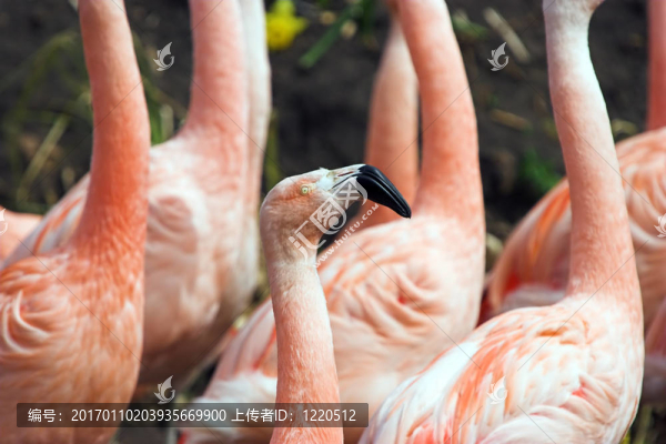 火烈鳥(niǎo)