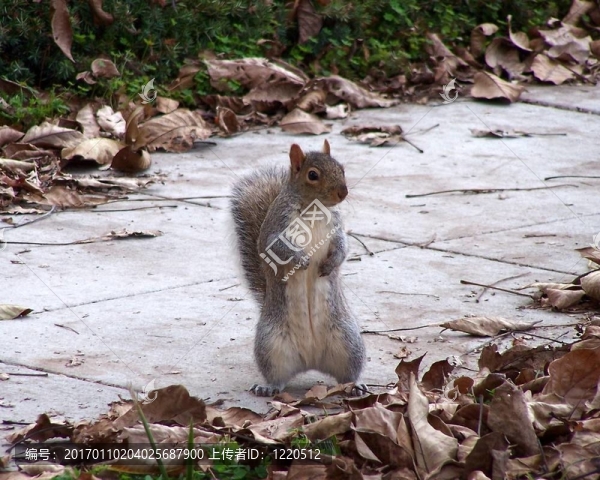 松鼠跳-匯圖網(wǎng) www.fosd68.com 松鼠跳