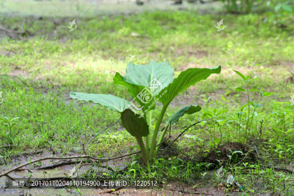 沼澤植物