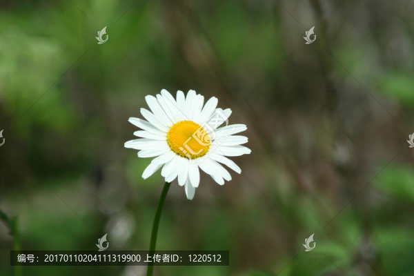 黛西的bug