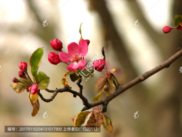 櫻花