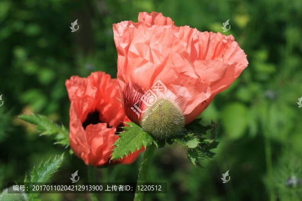 罌粟花