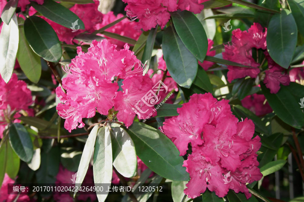 杜鵑花