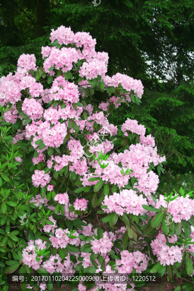 杜鵑花