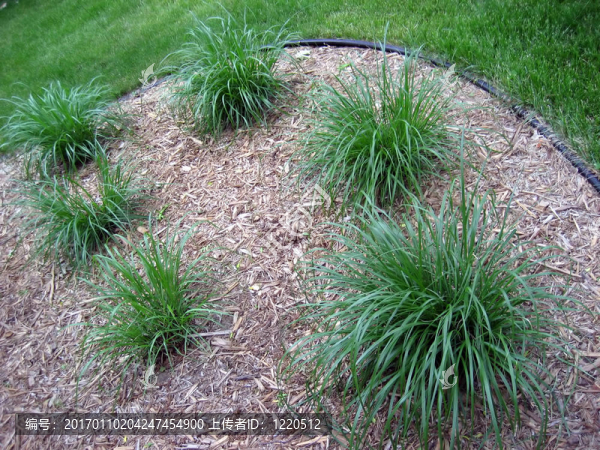 草原上的草的花園