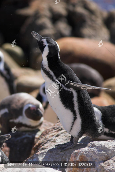 Jackass,Penguin,13