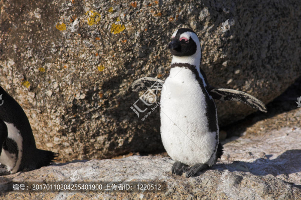 Jackass,Penguin,24