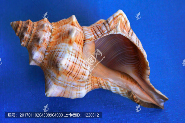 貝殼近