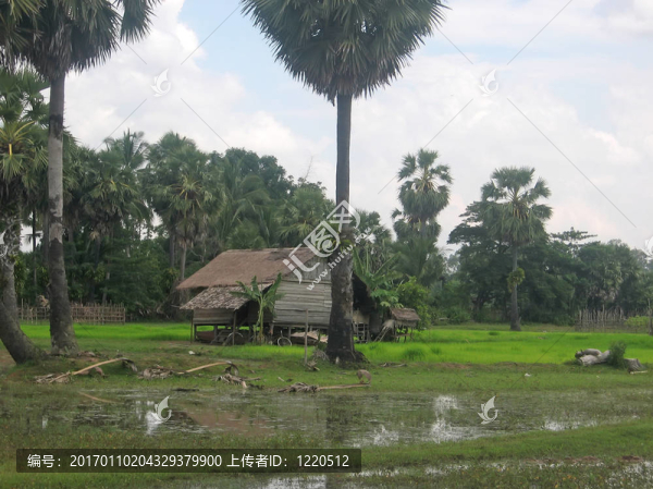 在農村，農民家的稻田；Phnom,Pen；Cambodgia