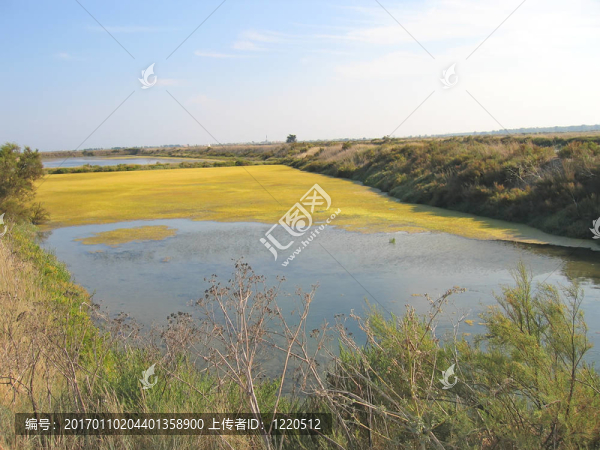 黃色沼澤；重島；法國