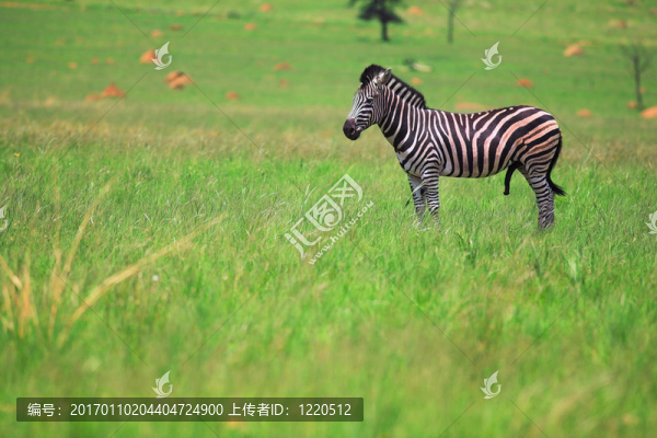 綠色田野里的雄性斑馬
