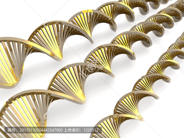 金色的DNA