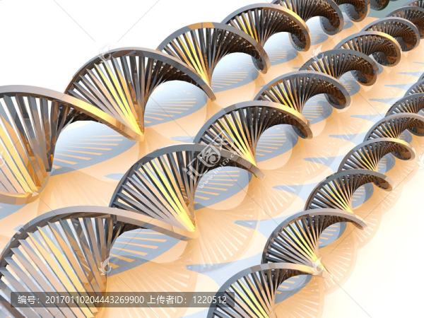 金色的DNA