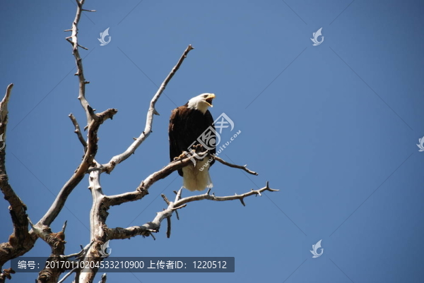 禿頭鷹