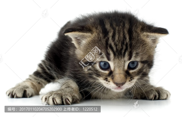 小貓